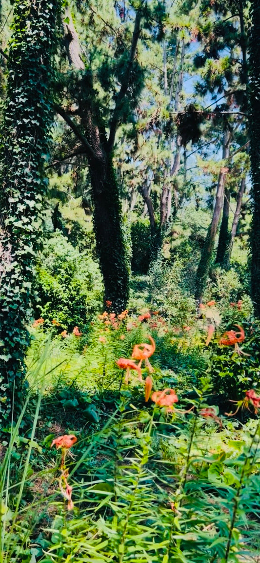 GARDENER K'S PROMENADE